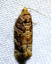 Argyrotaenia tabulana