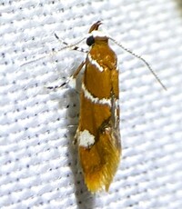 Promalactis suzukiella