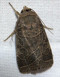 Orthodes majuscula
