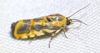 Spragueia leo