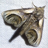 Paectes oculatrix