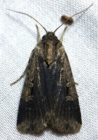 Feltia subterranea