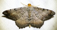 Macaria transitaria