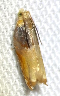 Ancylis divisana