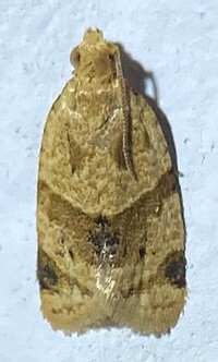 Clepsis peritana