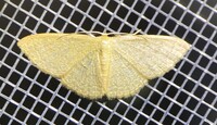 Pleuroprucha insulsaria