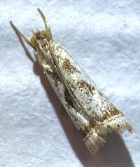 Microcrambus elegans