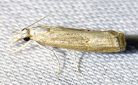 Parapediasia teterrellus