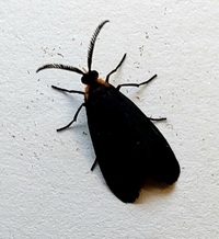 Acoloithus falsarius