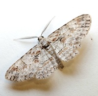 Iridopsis defectaria