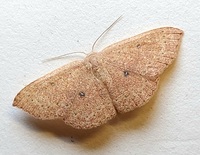 Cyclophora packardi