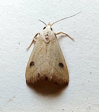 Rivula propinqualis