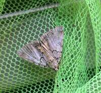Allotria elonympha
