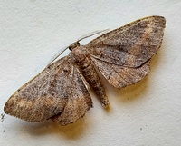 Hypagyrtis esther