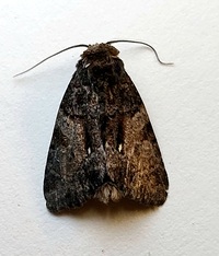 Chytonix palliatricula