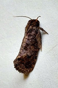 Acrolophus unidentified species