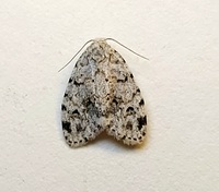 Clemensia albata