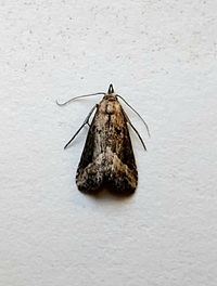 Hypenopsis calusa