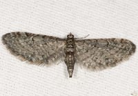 Eupithecia swettii