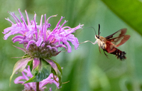 Hemaris thysbe