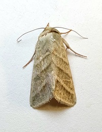 Chloridea virescens