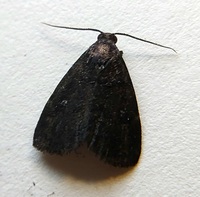 Idia rotundalis