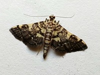 Apogeshna stenialis