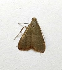Arta olivalis