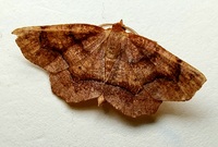 Metarranthis homuraria