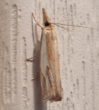Crambus agitatellus