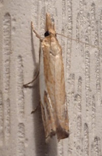 Crambus agitatellus