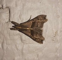 Palthis asopialis