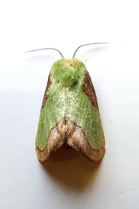Parasa indetermina