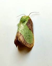 Parasa indetermina