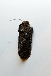 Acrolophus arcanella