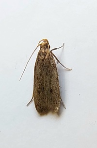 Glyphidocera juniperella