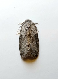 Polygrammate cadburyi