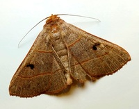 Panopoda rufimargo