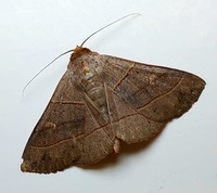 Panopoda rufimargo