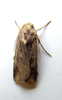 Agrotis ipsilon