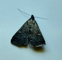 Tetanolita mynesalis