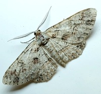 Iridopsis defectaria