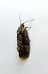 Gymnandrosoma punctidiscanum