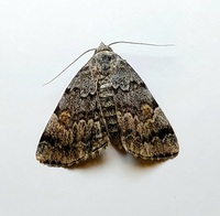 Idia americalis