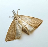 Xubida panalope