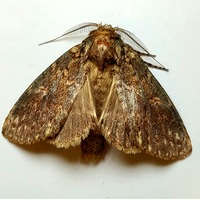 Cecrita biundata