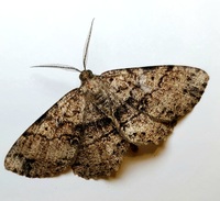 Melanolophia canadaria