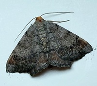 Macaria transitaria