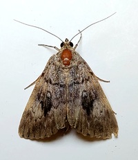Catocala amica