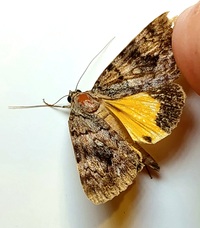 Catocala amica